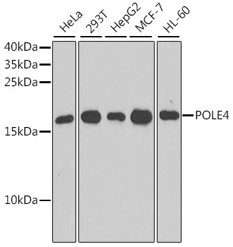 a11767 pole4 primary antiboties wb testing 1
