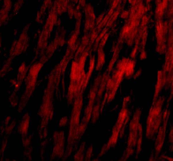 Immunofluorescence of BAP29 in Human Heart cells with BAP29 antibody at 20 μg/mL