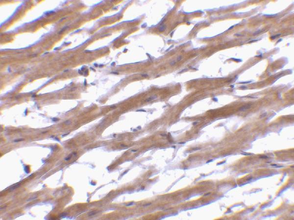 Immunohistochemistry of BAP29 in human heart tissue with BAP29 antibody at 10 μg/mL