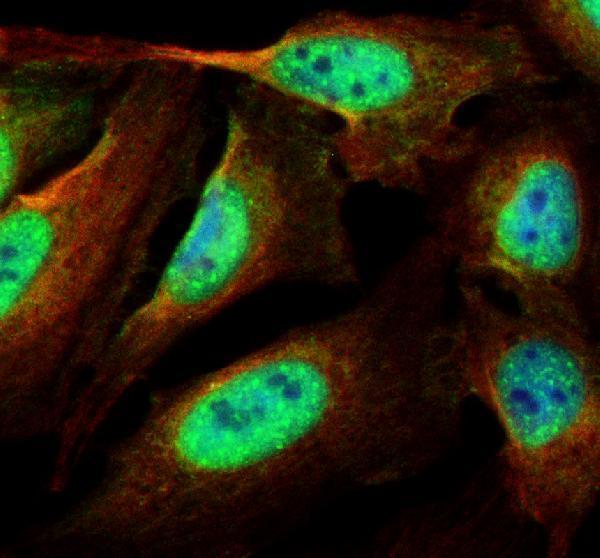 IF analysis of DNAAF2 using anti-DNAAF2 antibody (A11772-1) and anti-Alpha Tubulin antibody (M03989-3)