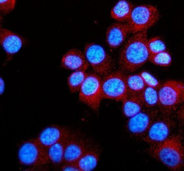 a11787 2 gpr139 primary antibodies if testing 1