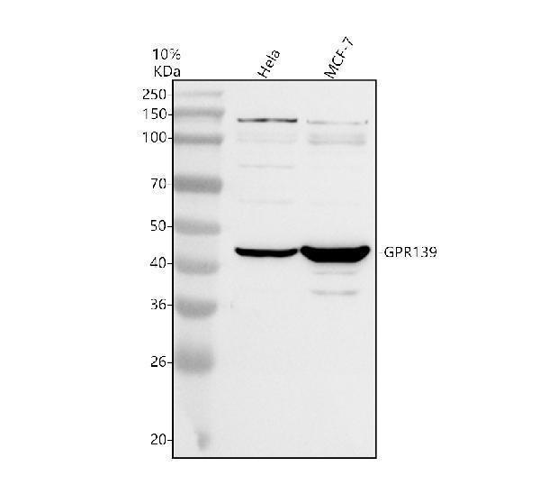 a11787 2 gpr139 primary antibodies wb testing 1