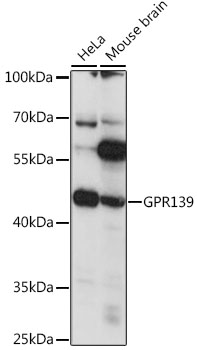 a11787 gpr139 primary antiboties wb testing 1