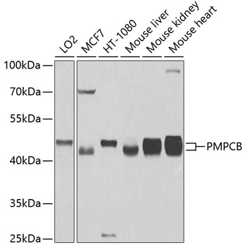 a11793 pmpcb primary antiboties wb testing 1