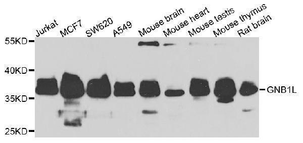 Western blot analysis of extracts of various cells, using GNB1L antibody