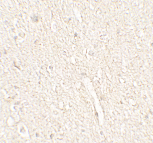a11801 enho primary antibodies ihc testing 2