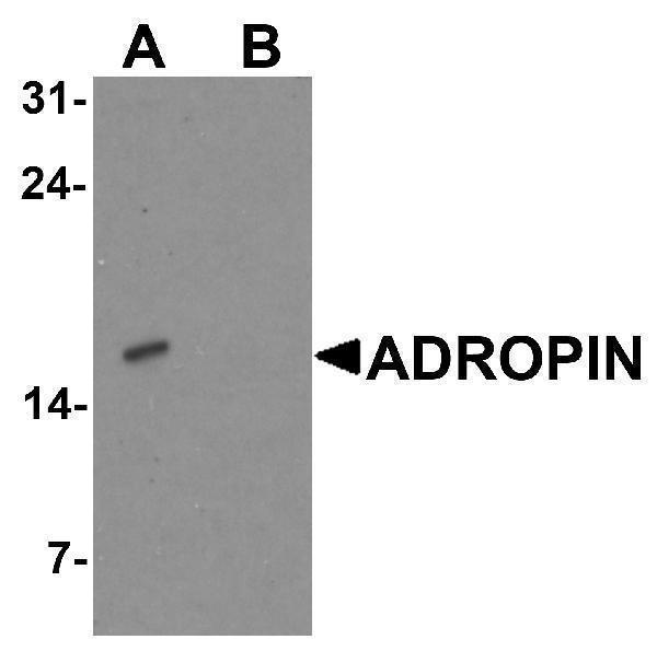 a11801 enho primary antibodies wb testing 1