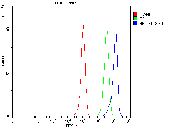 Flow Cytometry analysis of THP-1 cells using anti-MPEG1 antibody (A11803-1)
