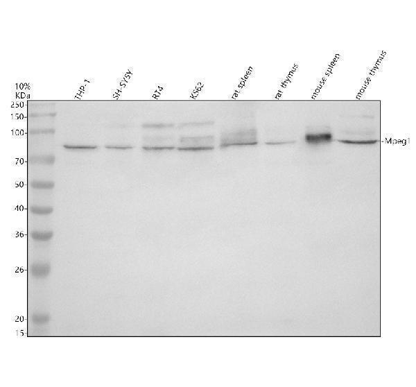 Western blot analysis of MPEG1 using anti-MPEG1 antibody (A11803-1)