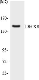 a11805 1 dhx8 primary antibodies wb testing 1