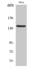 a11805 1 dhx8 primary antibodies wb testing 2