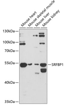 a11808 srfbp1 primary antiboties wb testing 1