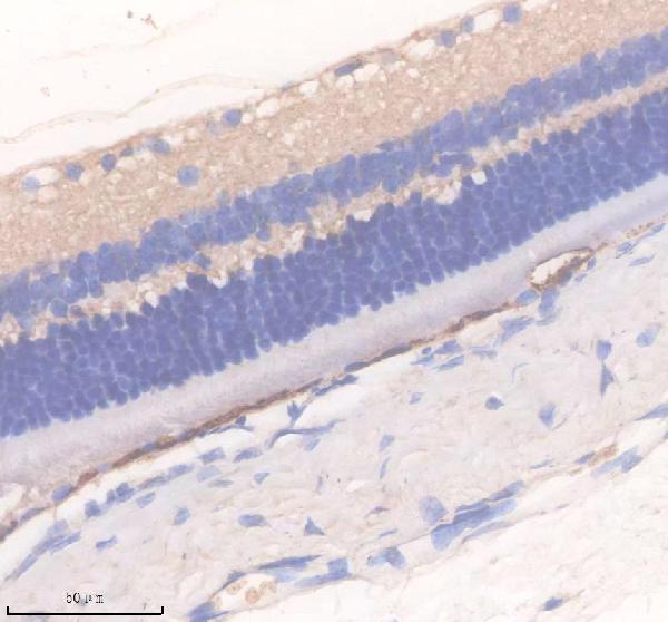 IHC analysis of DAND5 using anti-DAND5 antibody (A11812-2)