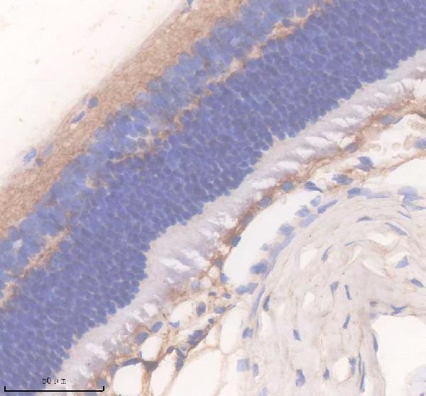 IHC analysis of DAND5 using anti-DAND5 antibody (A11812-2)