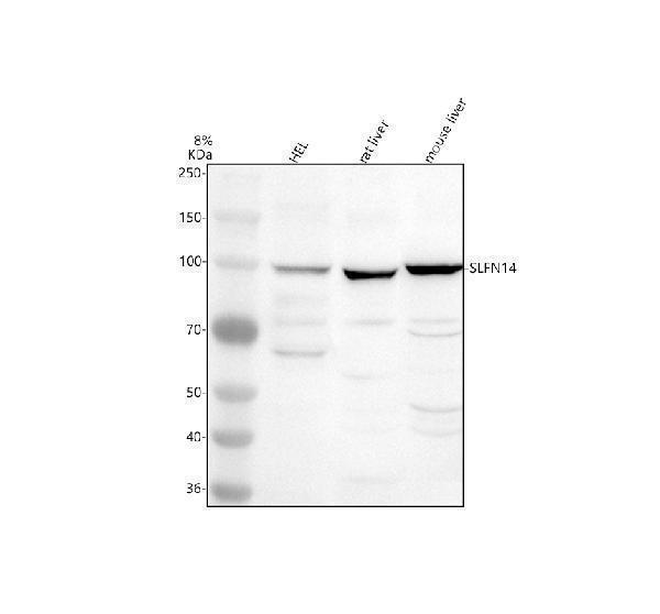 Western blot analysis of SLFN14 using anti-SLFN14 antibody (A11813-1)