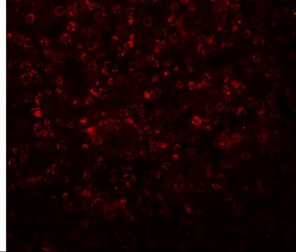 a11813 slfn14 primary antibodies if testing 2