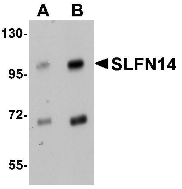 a11813 slfn14 primary antibodies wb testing 1