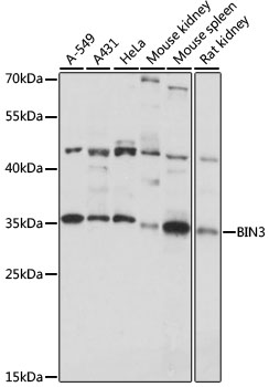 Western blot analysis of extracts of various cell lines, using BIN3 antibody  at 1:1000 dilution