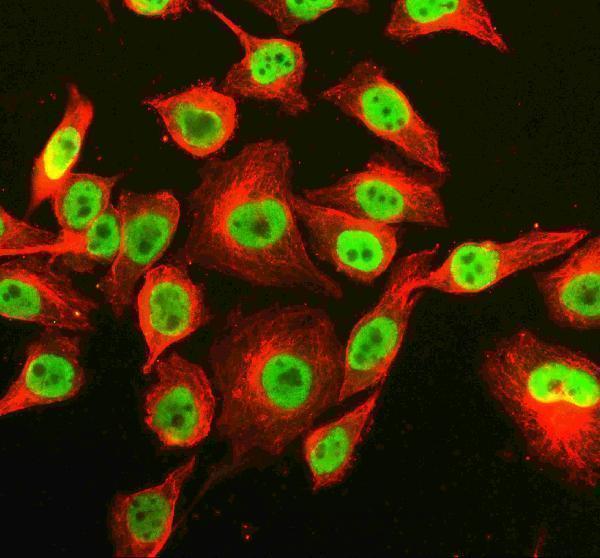 a11818 1 rnf220 primary antibodies if testing 5