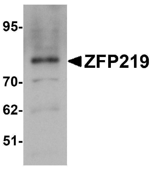 a11822 znf219 primary antibodies wb testing 1