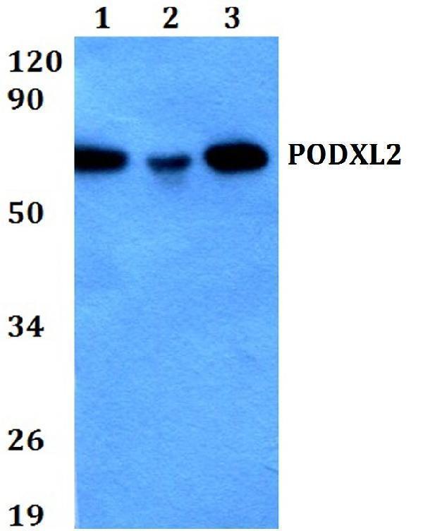 a11824 1 podxl2 primary antiboties wb testing 1