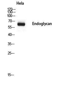Western Blot (WB) analysis of HeLa using Endoglycan antibody