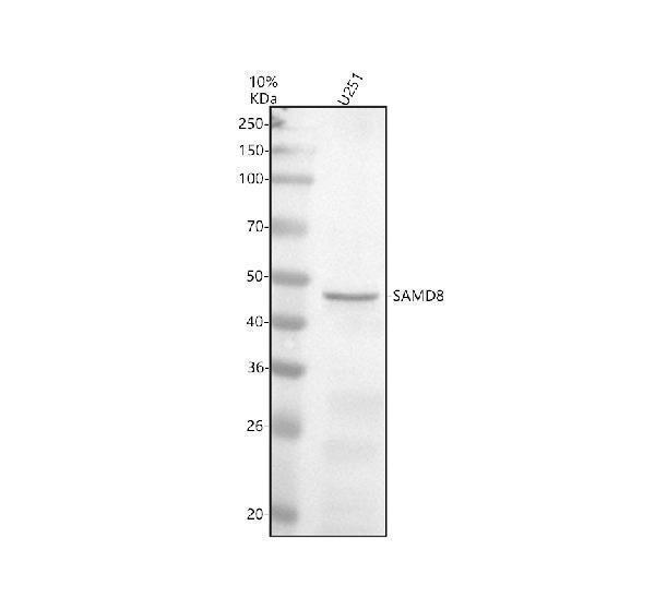 a11828 1 samd8 primary antibodies wb testing 1