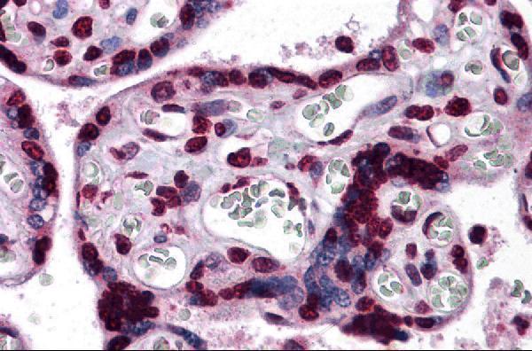 Immunohistochemistry of KPNA7 in human placenta tissue with KPNA7 antibody at 5 μg/mL