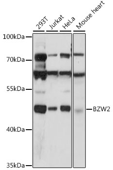 Western blot analysis of extracts of various cell lines, using BZW2 antibody