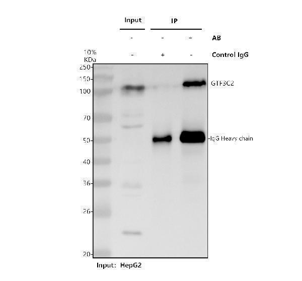 a11837 2 gtf3c2 primary antibodies ip testing 1