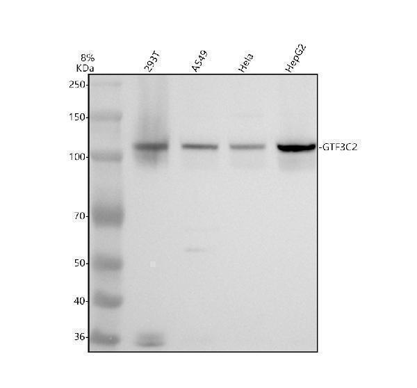 a11837 2 gtf3c2 primary antibodies wb testing 1