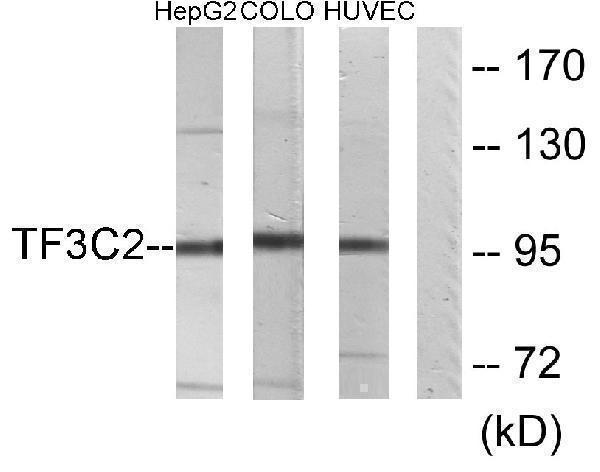 Western blot analysis of lysates from HepG2, COLO205, and HUVEC cells, using TF3C2 Antibody