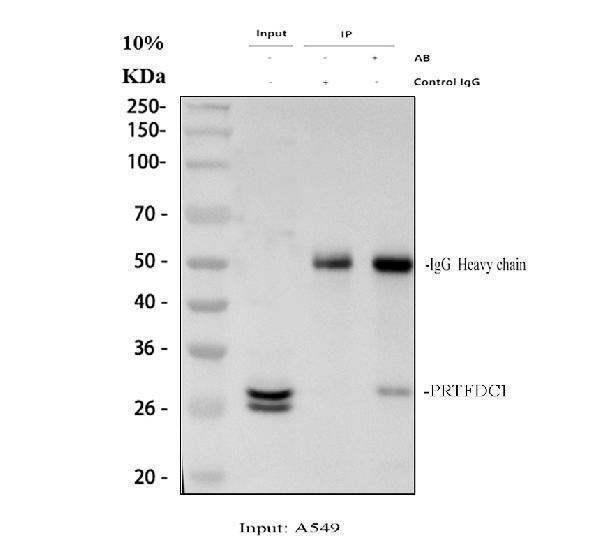a11841 1 prtfdc1 primary antibodies ip testing 1_1