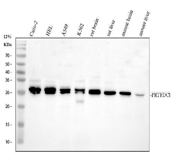 a11841 1 prtfdc1 primary antibodies wb testing 1_1