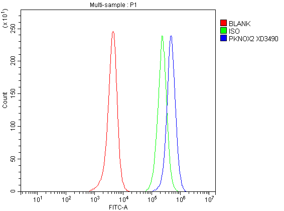 Flow Cytometry analysis of SH-SY5Y cells using anti-PKNOX2 antibody (A11848-3)