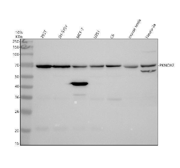 Western blot analysis of PKNOX2 using anti-PKNOX2 antibody (A11848-3)