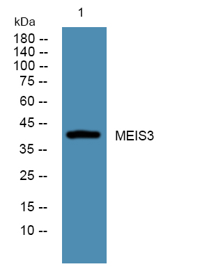 Western blot analysis of lysates from HCT116 cells, primary antibody was diluted at 1:1000, 4°over night