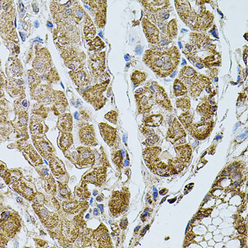 Immunohistochemistry of paraffin-embedded human stomach using CHRFAM7A antibody  at dilution of 1:100 