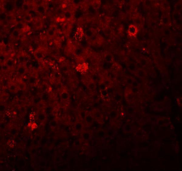 a11860 lyrm1 primary antibodies if testing 3
