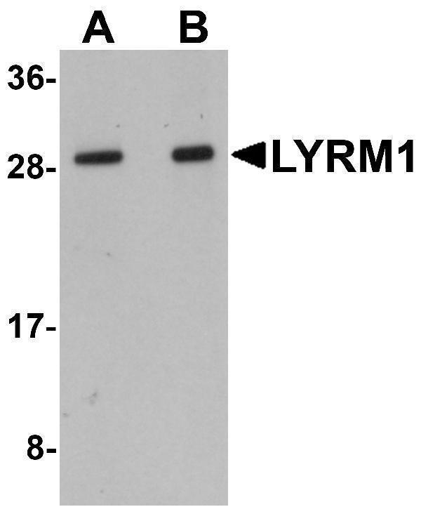 a11860 lyrm1 primary antibodies wb testing 1