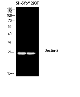 a11863 1 clec6a primary antibodyes wb testing 1