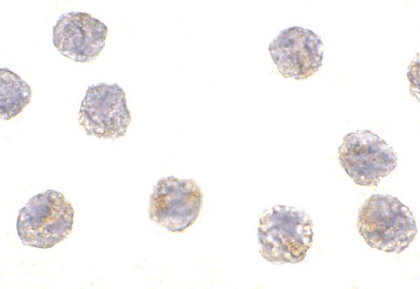 Immunocytochemistry of MCG10 in HeLa cells with MCG10 antibody at 1 μg/mL
