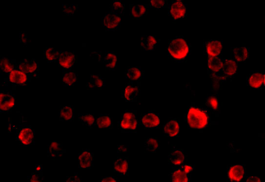 Immunofluorescence of MCG10 in Hela cells with MCG10 antibody at 20 μg/mL