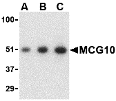 Western blot analysis of MCG10 in HeLa cell lysate with MCG10 antibody at (A) 0