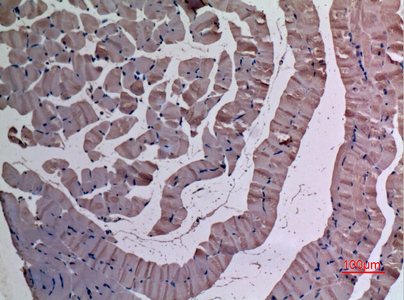 Immunohistochemical analysis of paraffin-embedded mouse-muscle, antibody was diluted at 1:100