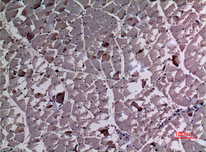 Immunohistochemical analysis of paraffin-embedded rat-muscle, antibody was diluted at 1:100