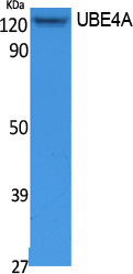 Western Blot analysis of extracts from Jurkat cells, using UBE4A Polyclonal Antibody