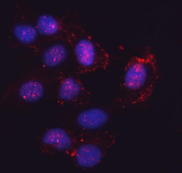 a11873 2 sema4f primary antibodies if testing 11