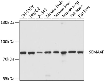 Western blot analysis of extracts of various cell lines, using SEMA4F antibody