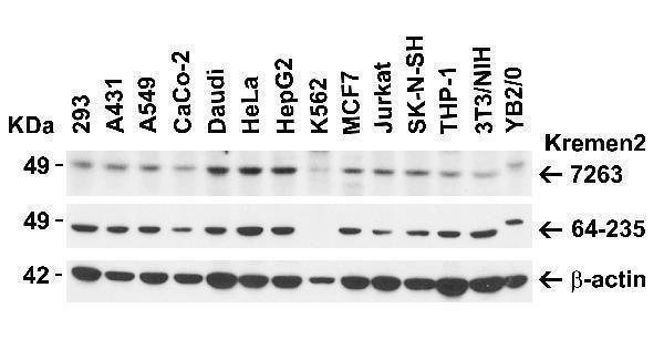 a11875 kremen2 primary antibodies wb testing 1